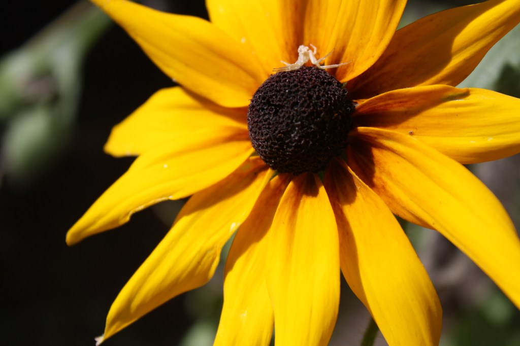 March Daily Writing Prompts; 31&nbsp;Days