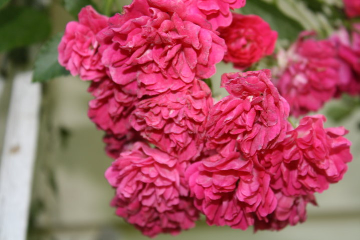 February Leap Year Photo&nbsp;Prompts