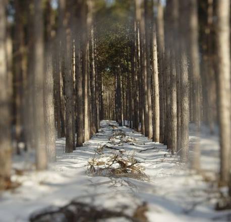 Uncertain Path Prompt