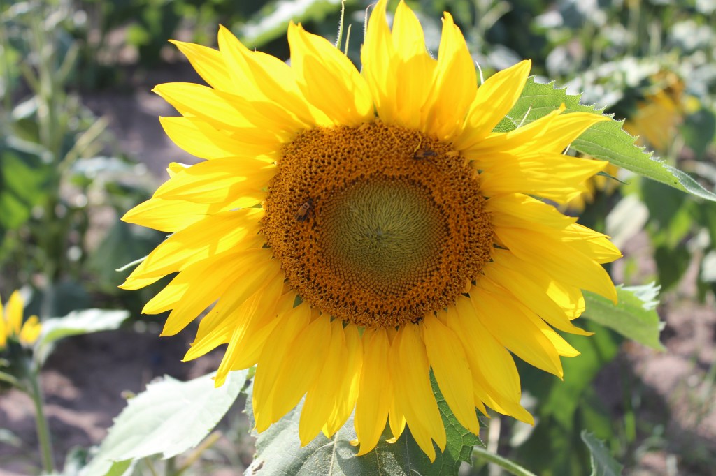 Sunflower Acrostic