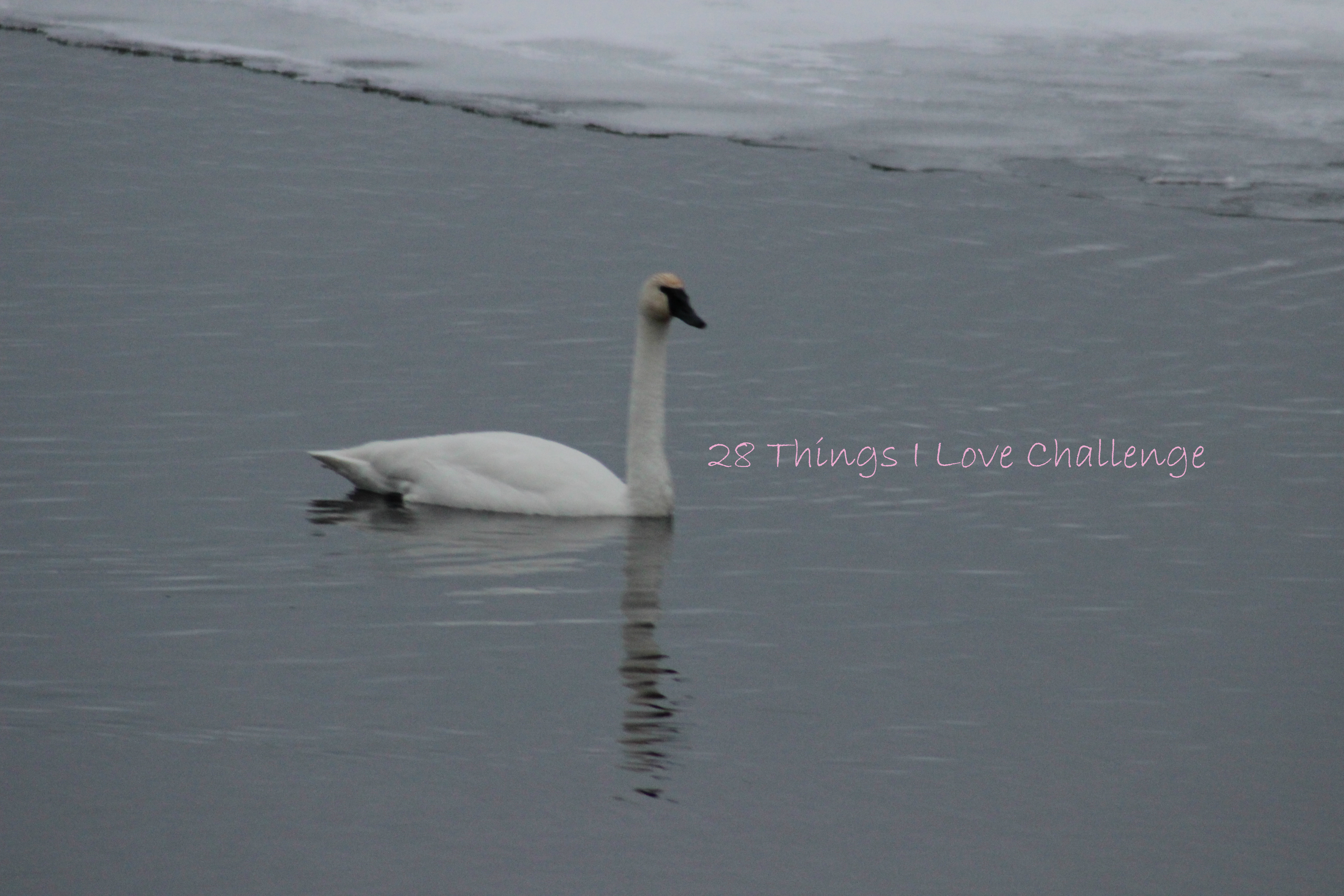 28-things-i-love-feb-challenge