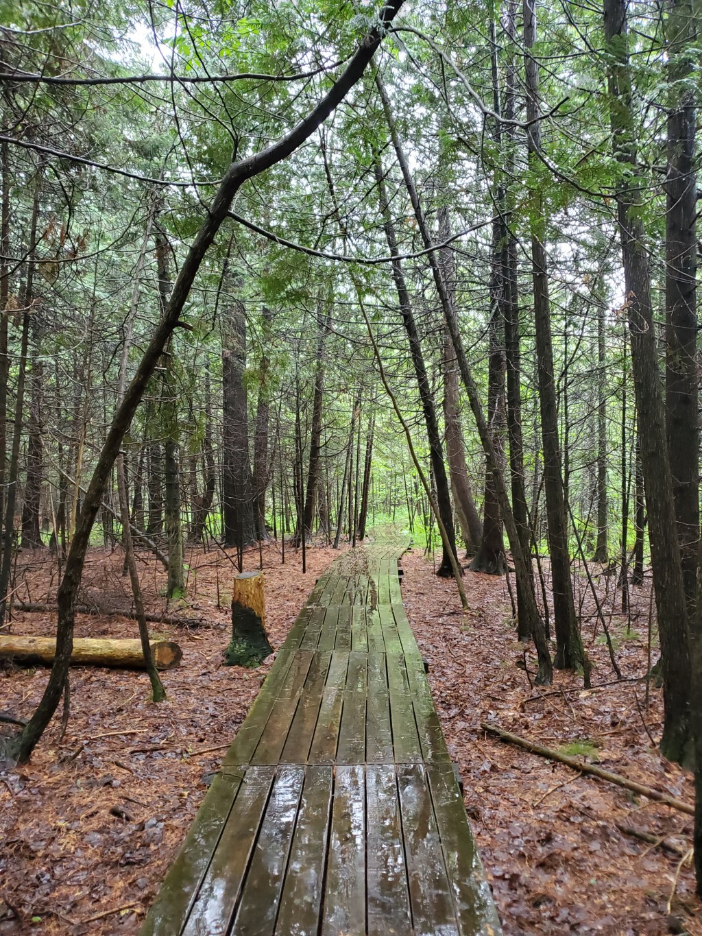 Wet Forest (Raindrops Coming&nbsp;Down)