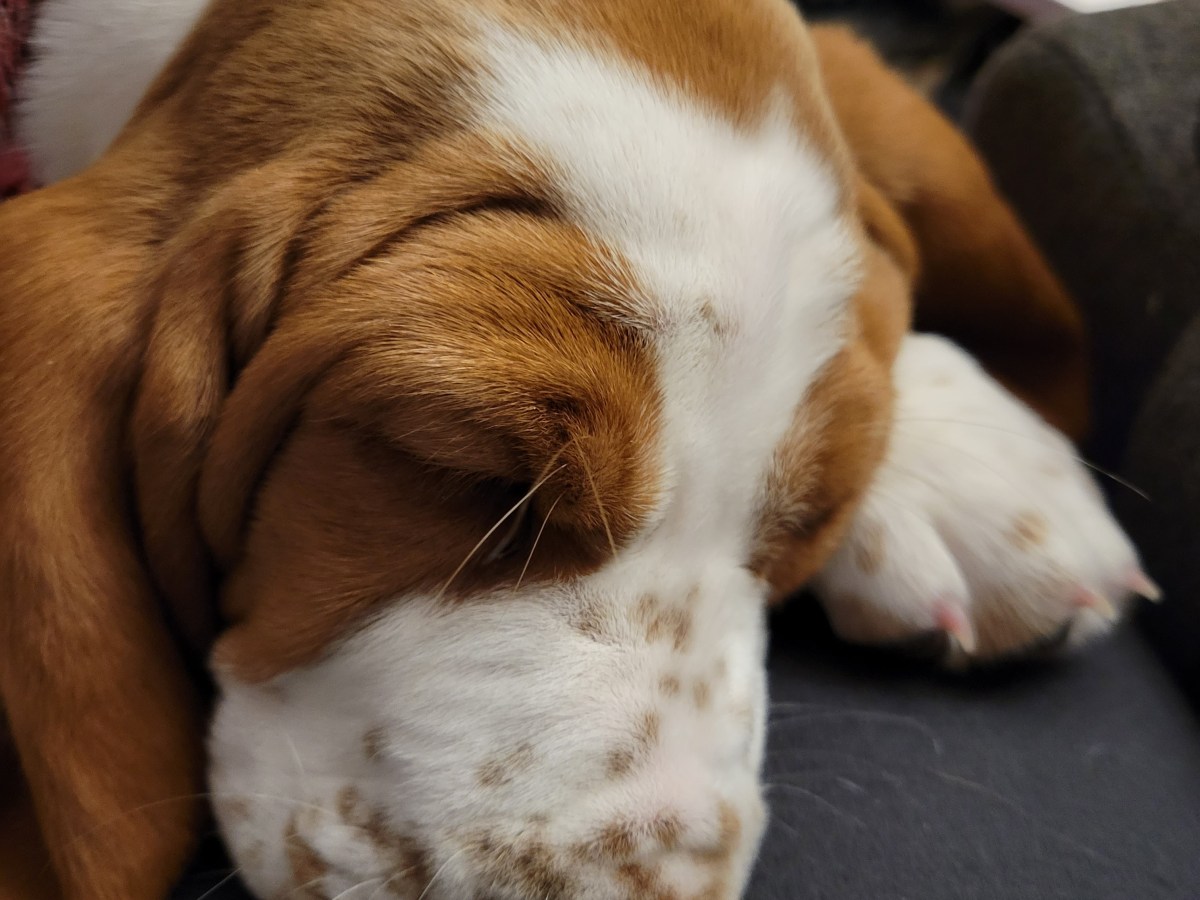 What The Pet Hears&nbsp;II