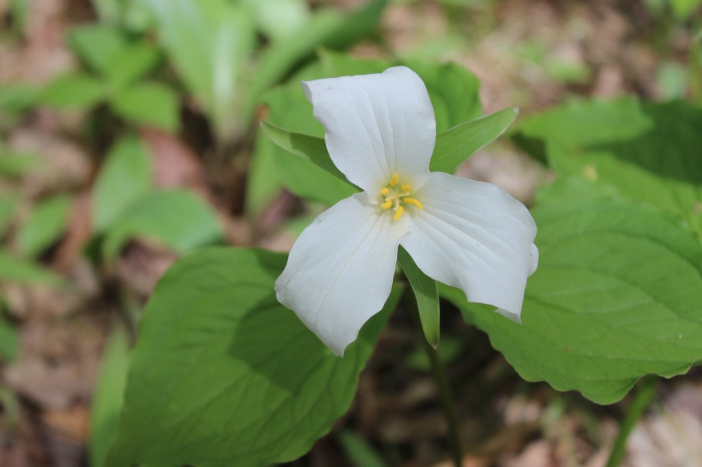 10 Words Describing a&nbsp;Flower