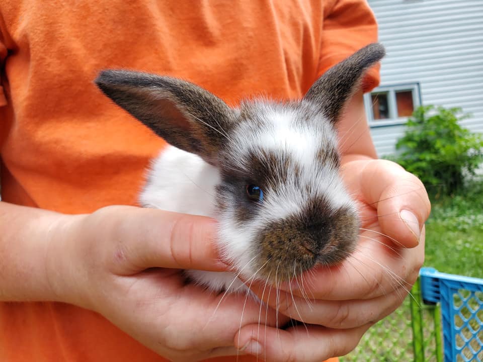 10 Words or Phrases Description-Rabbit