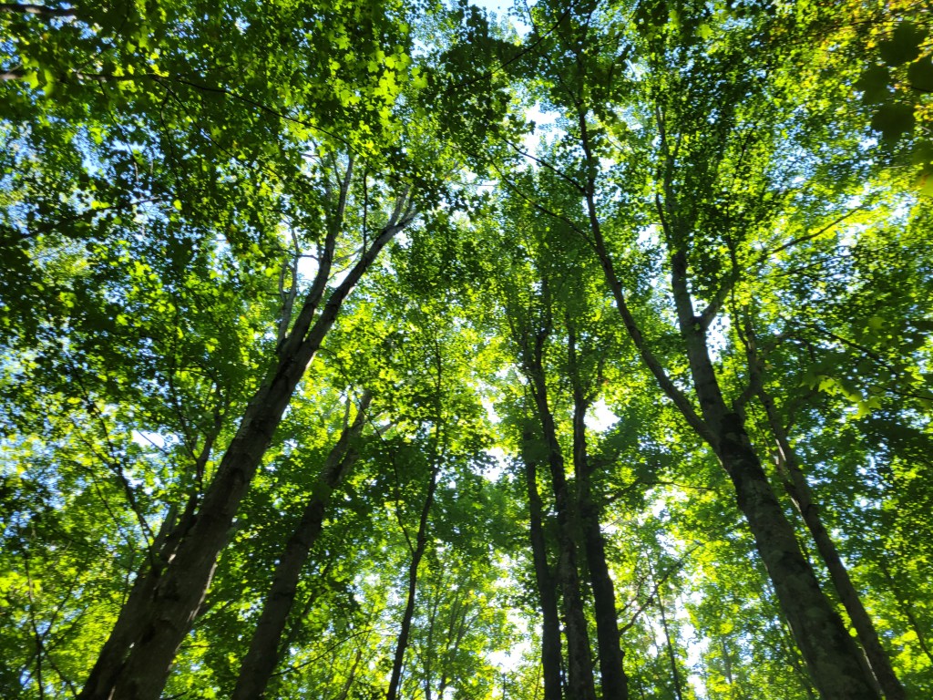 The Forest at Its&nbsp;Best