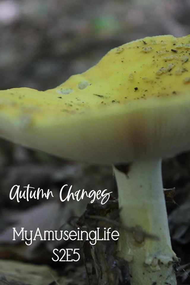 Autumn Changes- w/Podcast