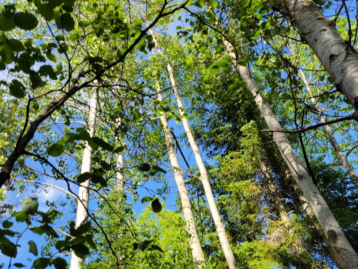 Reblog-Poem- Unbroken Trees