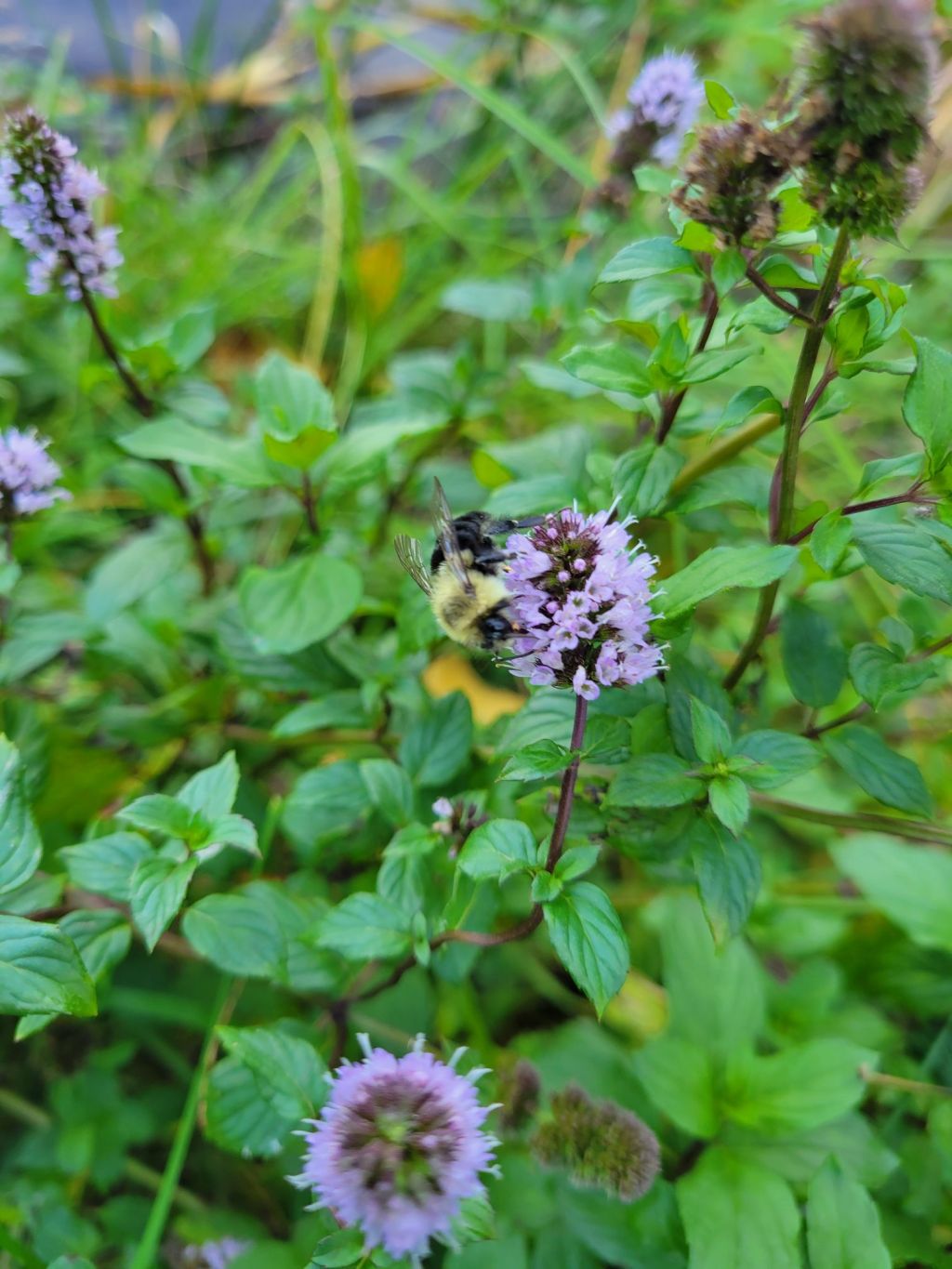 10 Words to Describe a&nbsp;Bumblebee