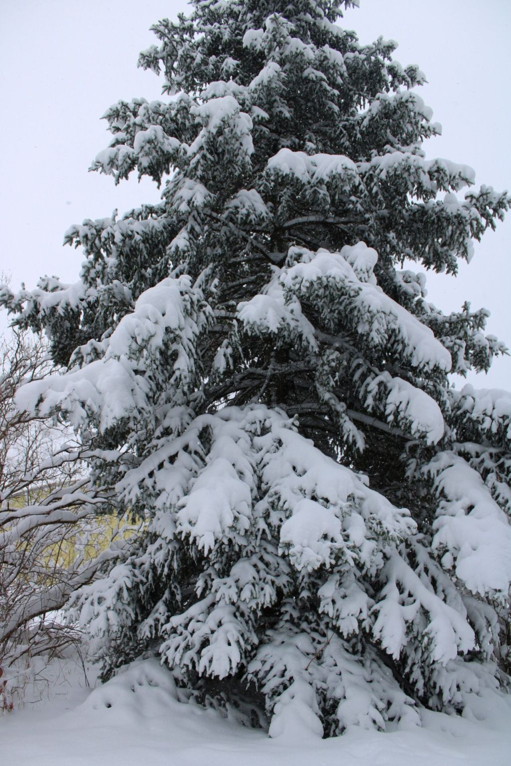 10 Words to Describe Snow on a&nbsp;Tree