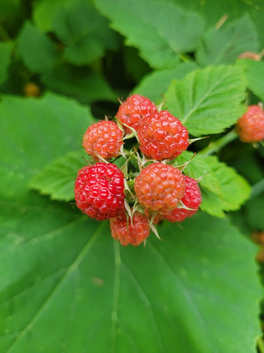 Black Raspberry Haiku