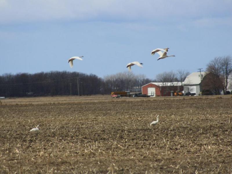 When the Swans&nbsp;Returned