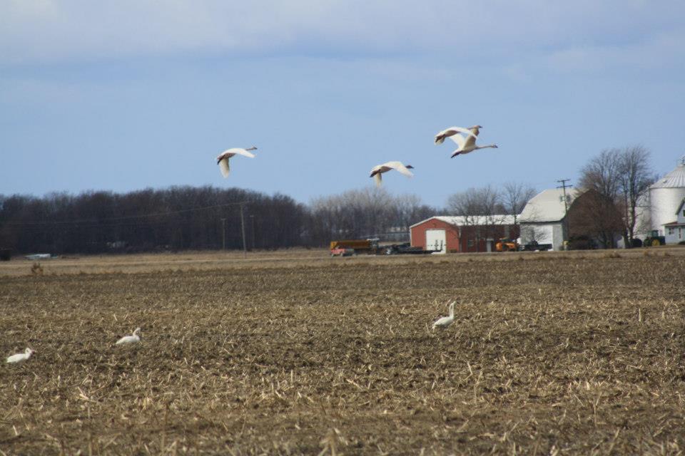 When the Swans&nbsp;Returned