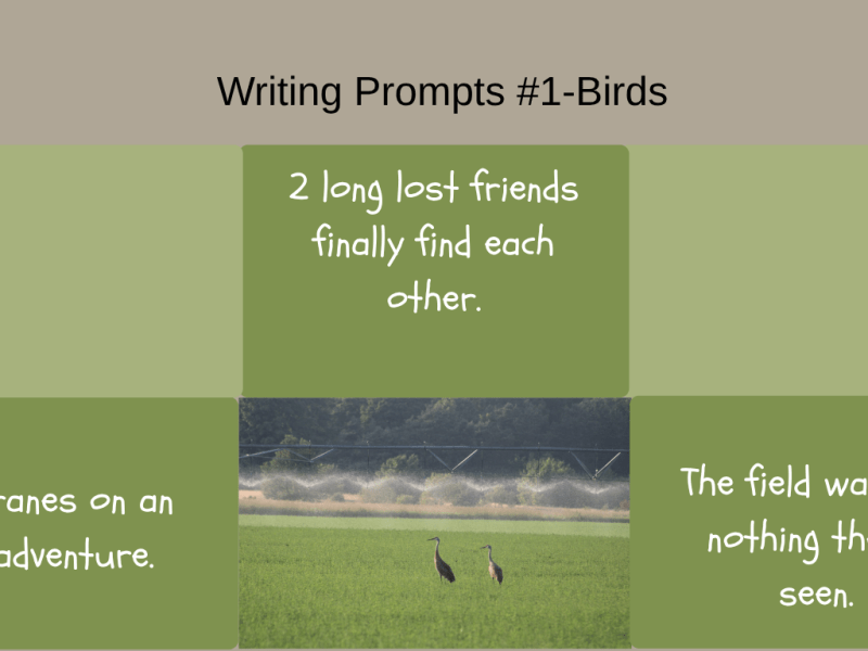 Writing Prompts #1-Birds